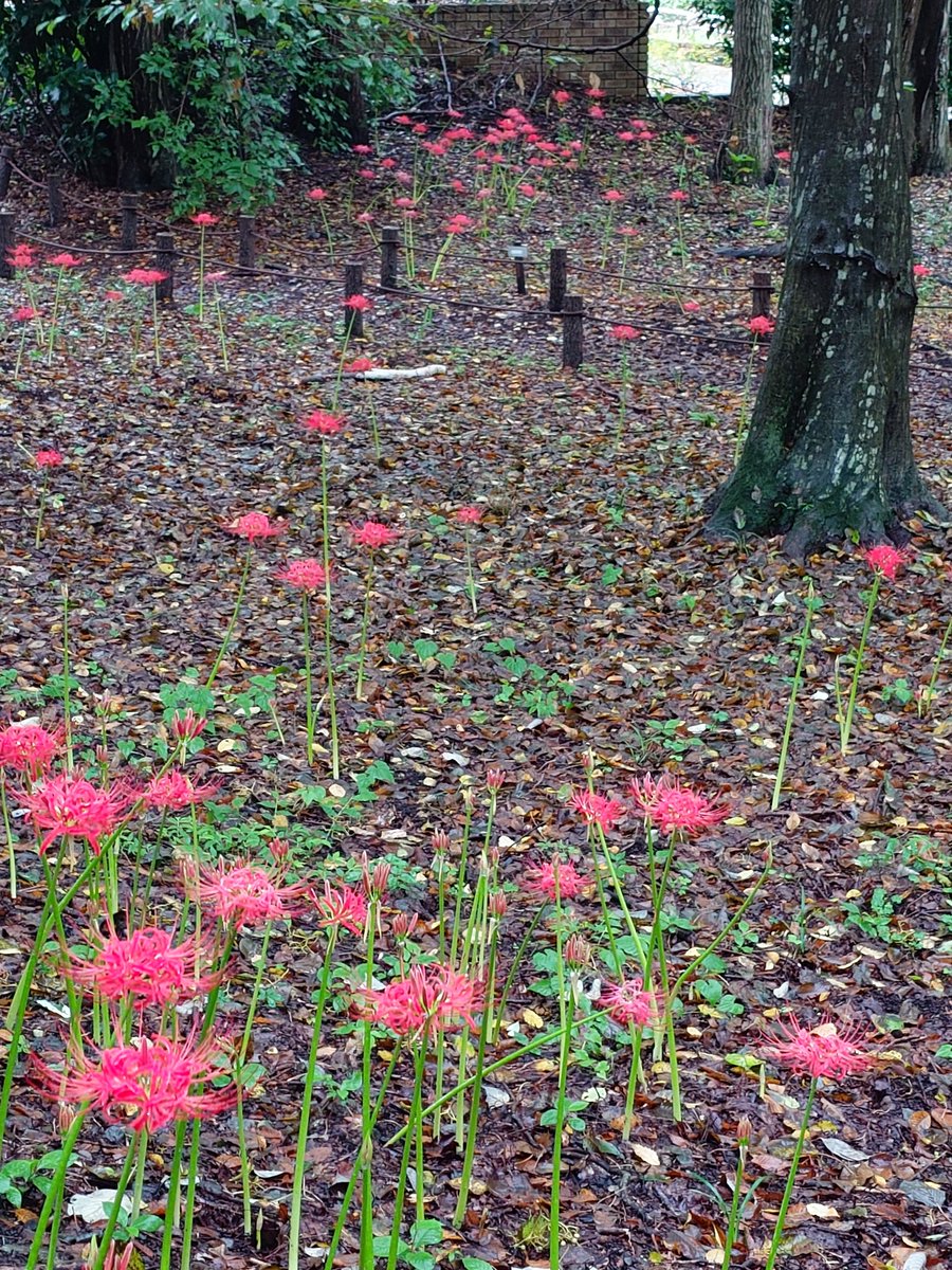 SIROIF06B's tweet photo. 現在の曼珠沙華の様子 (@ 相模原北公園 in 相模原市, 神奈川県) https://t.co/p1AForzS6C https://t.co/1JzT4JRuxH