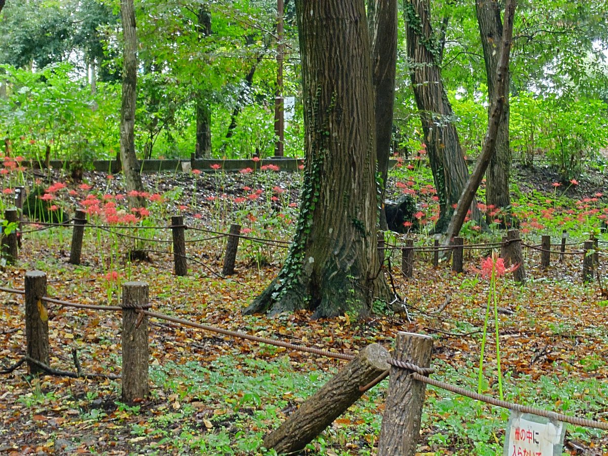 SIROIF06B's tweet photo. 現在の曼珠沙華の様子 (@ 相模原北公園 in 相模原市, 神奈川県) https://t.co/p1AForzS6C https://t.co/1JzT4JRuxH