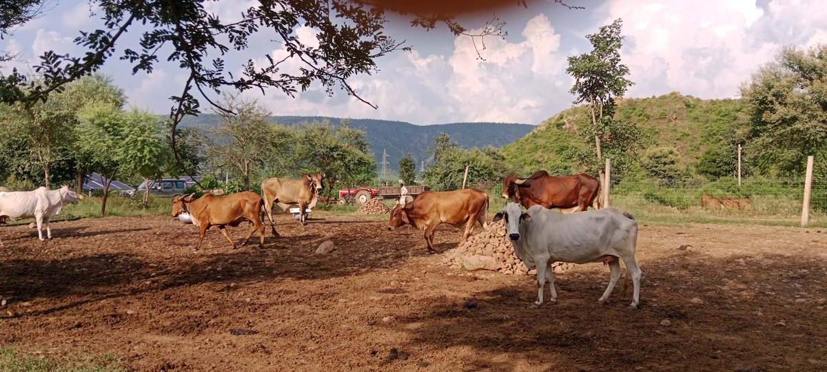 Rk05116506's tweet photo. Good morning..
@nature
@sariska
@farmlife https://t.co/TLrFD3a04Q