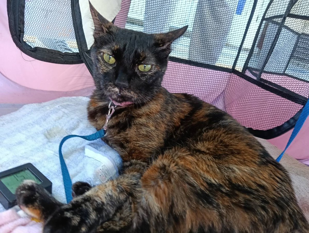 JCDLkawashima's tweet photo. 🍀本日９／２０（日）譲渡会行います🍀
開催時間は、
🐶１１時〜１５時半頃迄です🐱
終わりが通常より３０分早いです。
２歳のとっても可愛い白猫ちゃんが
初参加🩷
可愛い犬猫達に会いに譲渡会に、お越しくださいませ🎀

＃譲渡会　＃千里中央　＃保護犬
＃保護猫　＃里親 https://t.co/3YIA3wJR6R