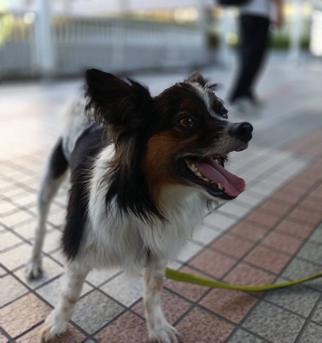 JCDLkawashima's tweet photo. 🍀本日９／２０（日）譲渡会行います🍀
開催時間は、
🐶１１時〜１５時半頃迄です🐱
終わりが通常より３０分早いです。
２歳のとっても可愛い白猫ちゃんが
初参加🩷
可愛い犬猫達に会いに譲渡会に、お越しくださいませ🎀

＃譲渡会　＃千里中央　＃保護犬
＃保護猫　＃里親 https://t.co/3YIA3wJR6R