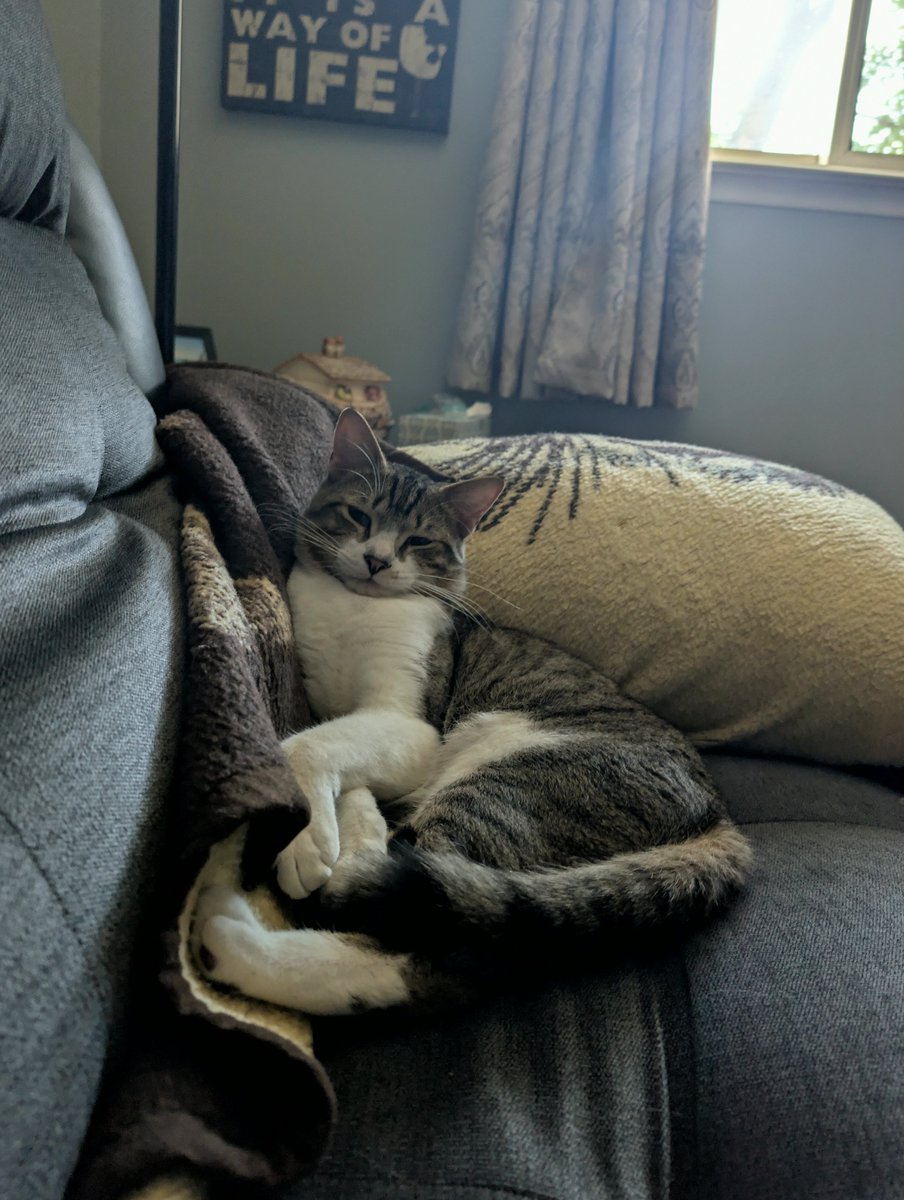 riveratereq6gd's tweet photo. New member of the family
#Meow #MRFANBOYCHAPTER4 https://t.co/geUuXXX8zE