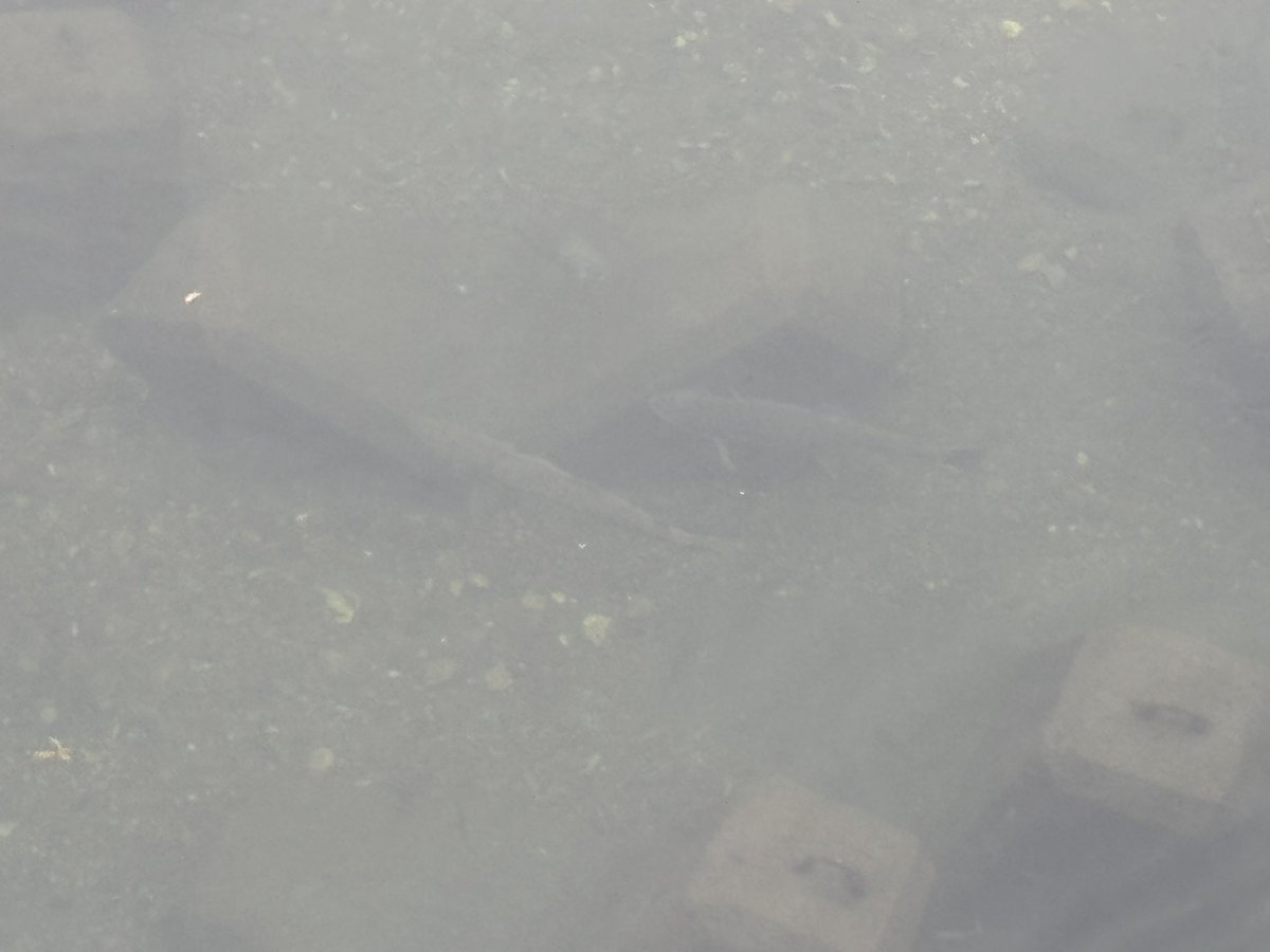 petegari1735's tweet photo. 下界の方が大きな魚がいる。逆に上に行けば行くほどサイズも数も少ない。では何故一部の変態は上流を目指すのか？山岳渓流好きの皆様の変態の皆さま教えてください。 https://t.co/NORK89WUbe