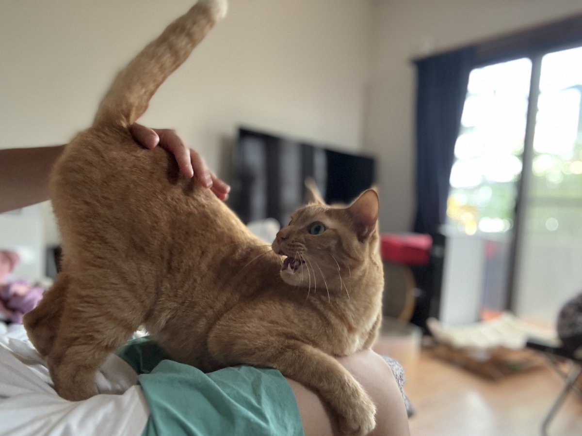 8hachi666's tweet photo. ナデナデを要求しつつずっと文句言って私の上を歩きまわる子🐈赤ちゃん抱っこしたら大人しくなった🫶🏽
お留守番ありがとうございました！ https://t.co/vpLas7FBzw
