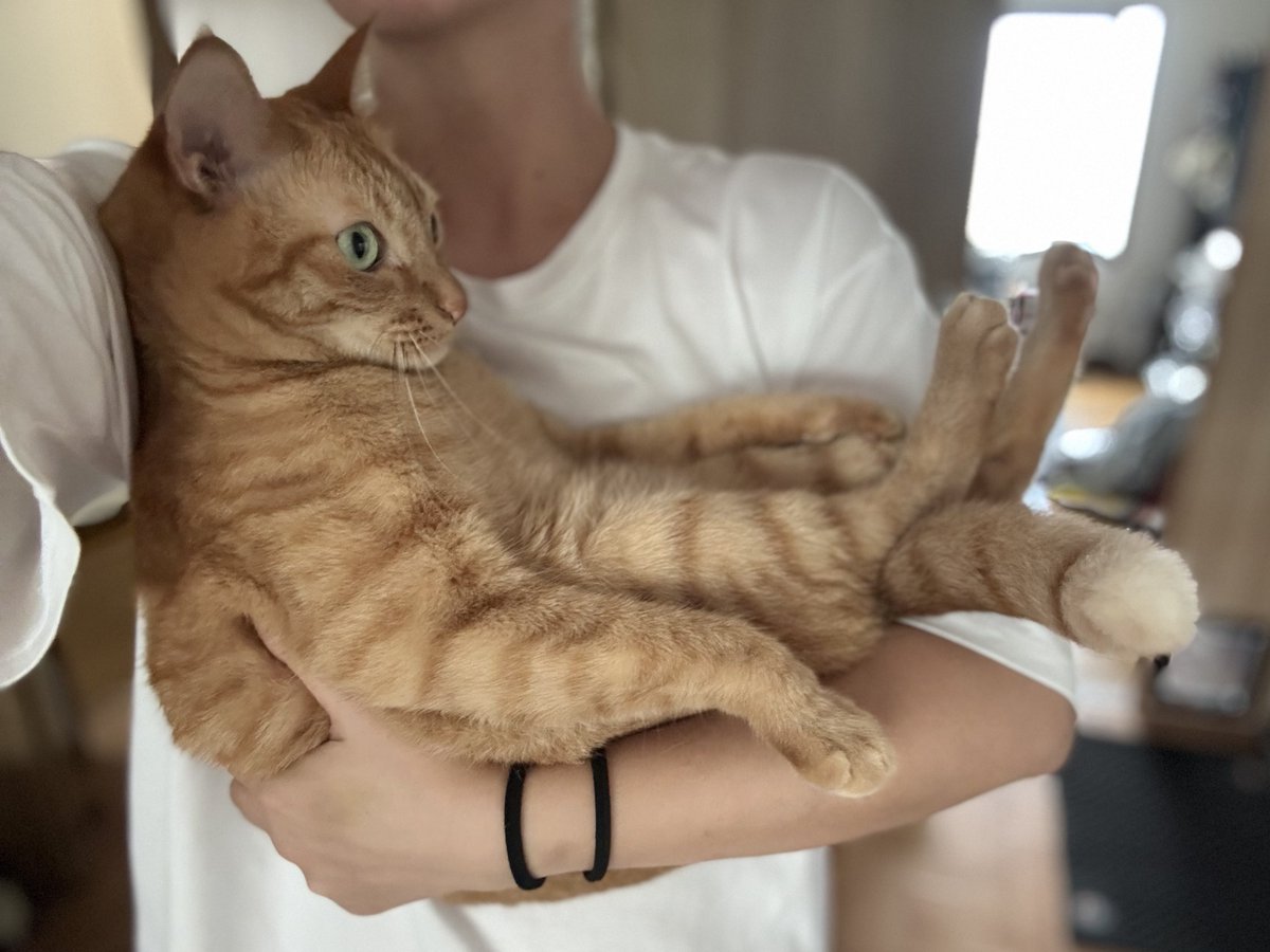 8hachi666's tweet photo. ナデナデを要求しつつずっと文句言って私の上を歩きまわる子🐈赤ちゃん抱っこしたら大人しくなった🫶🏽
お留守番ありがとうございました！ https://t.co/vpLas7FBzw