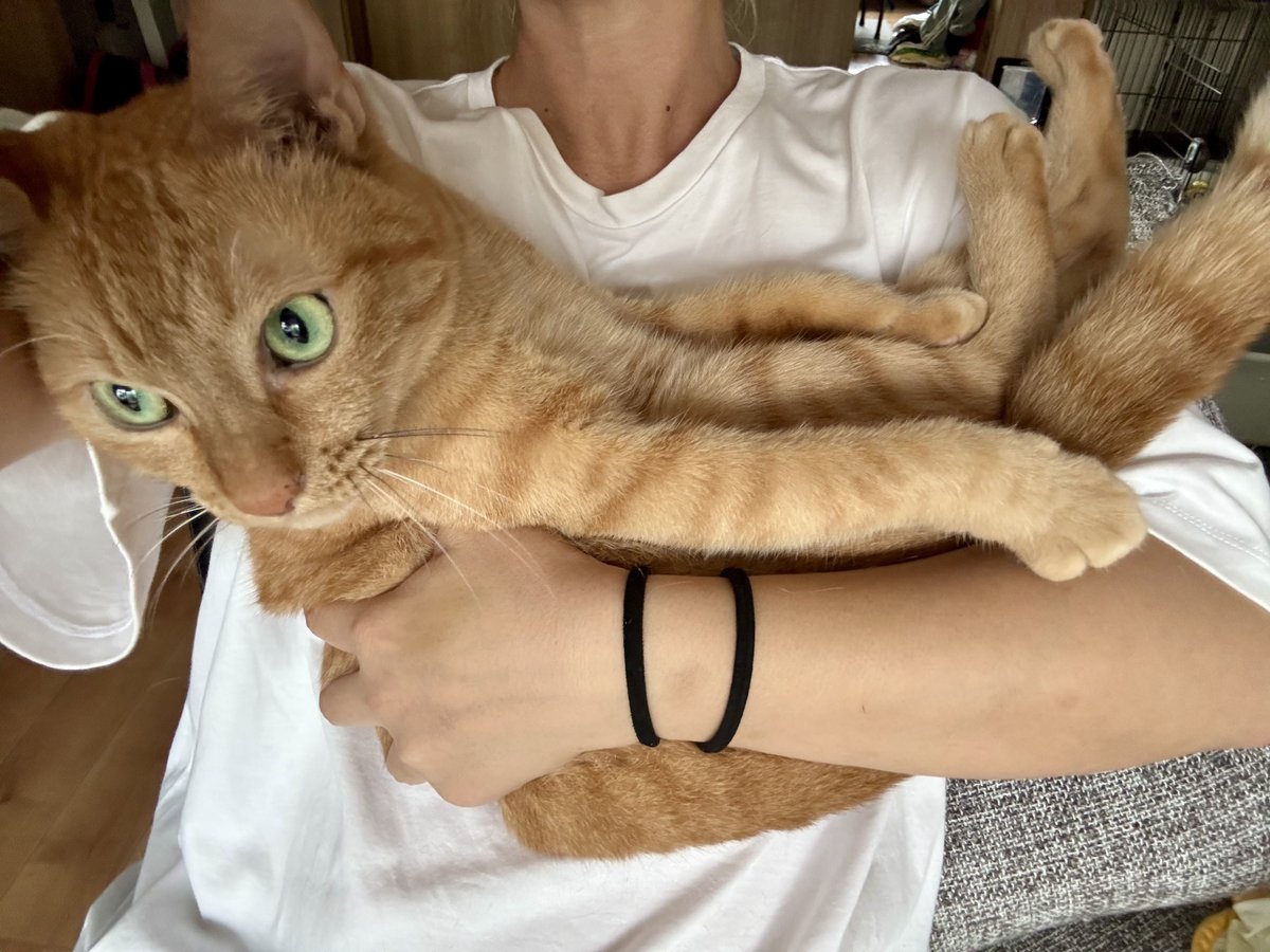 8hachi666's tweet photo. ナデナデを要求しつつずっと文句言って私の上を歩きまわる子🐈赤ちゃん抱っこしたら大人しくなった🫶🏽
お留守番ありがとうございました！ https://t.co/vpLas7FBzw