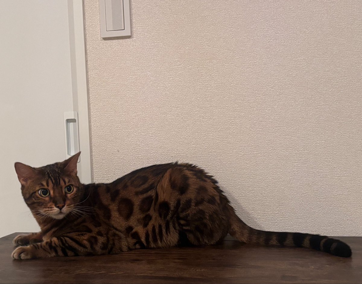 Flikemeat's tweet photo. 気圧のせいか猫ズはダルそう。
#猫と暮らす生活 https://t.co/1OxTpwgjla