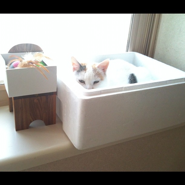 KitJulyesaj's tweet photo. 境界線に守られているのか、あるいは閉じ込められているのか。自らが望んで作ったはずの枠組みの中で、私たちは何を探しているのでしょう。 https://t.co/uLCQ4WkbEg