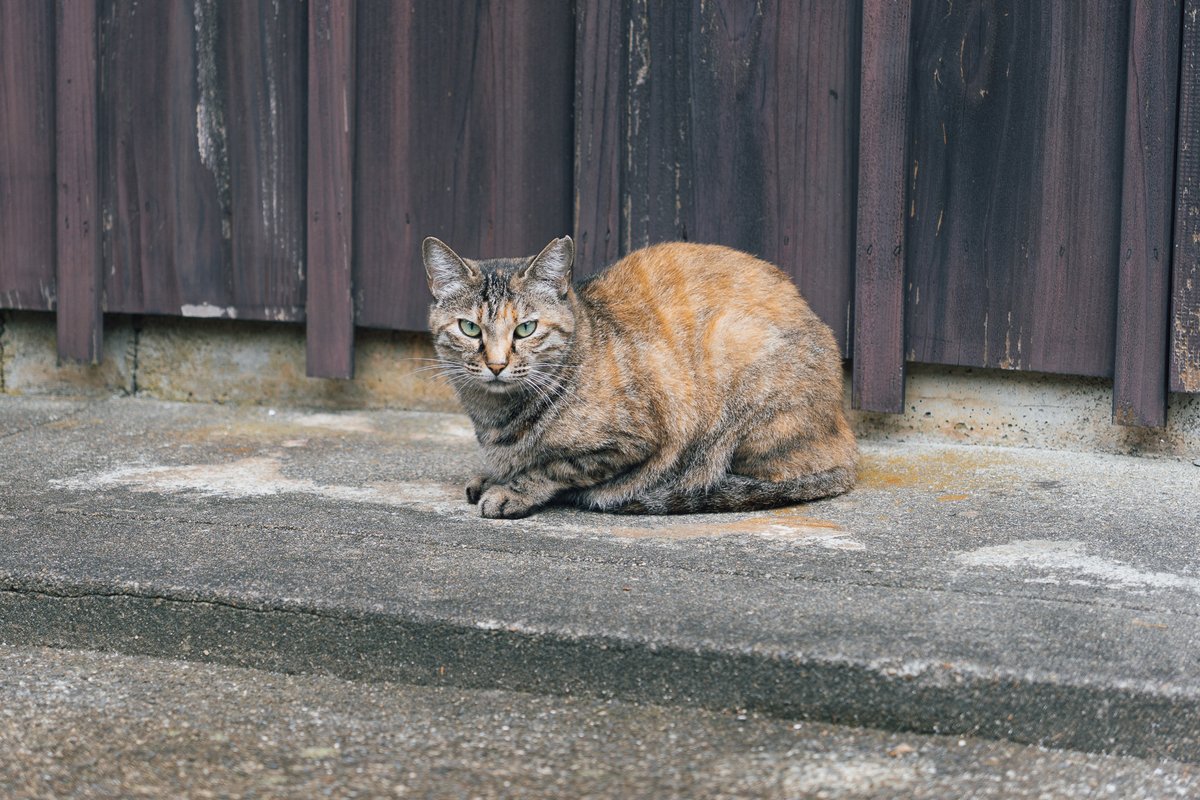 raroh_3rd's tweet photo. 猫いた。かわいい https://t.co/VZFN0vT7Ht
