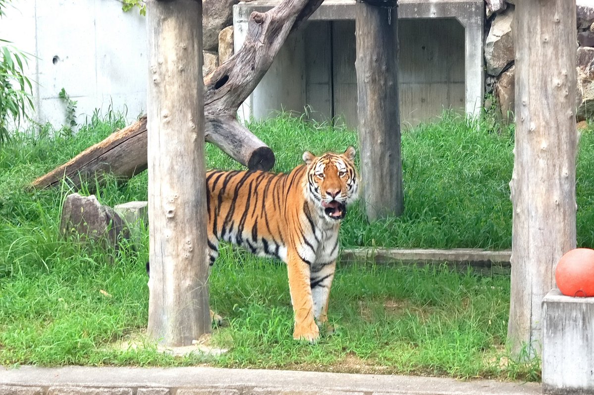 G_mars2's tweet photo. 昨日天王寺動物園で見たアニマル
#天王寺動物園 https://t.co/fchgmAUDbC