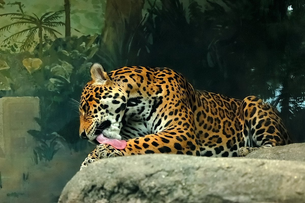 G_mars2's tweet photo. 昨日天王寺動物園で見たアニマル
#天王寺動物園 https://t.co/fchgmAUDbC