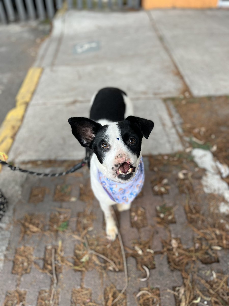HELA_MORE's tweet photo. Cambia una vida,adopta un perrito rescatado.🌻

Esperancita 📸
Estamos en CDMX. https://t.co/XrzqmbeEQV