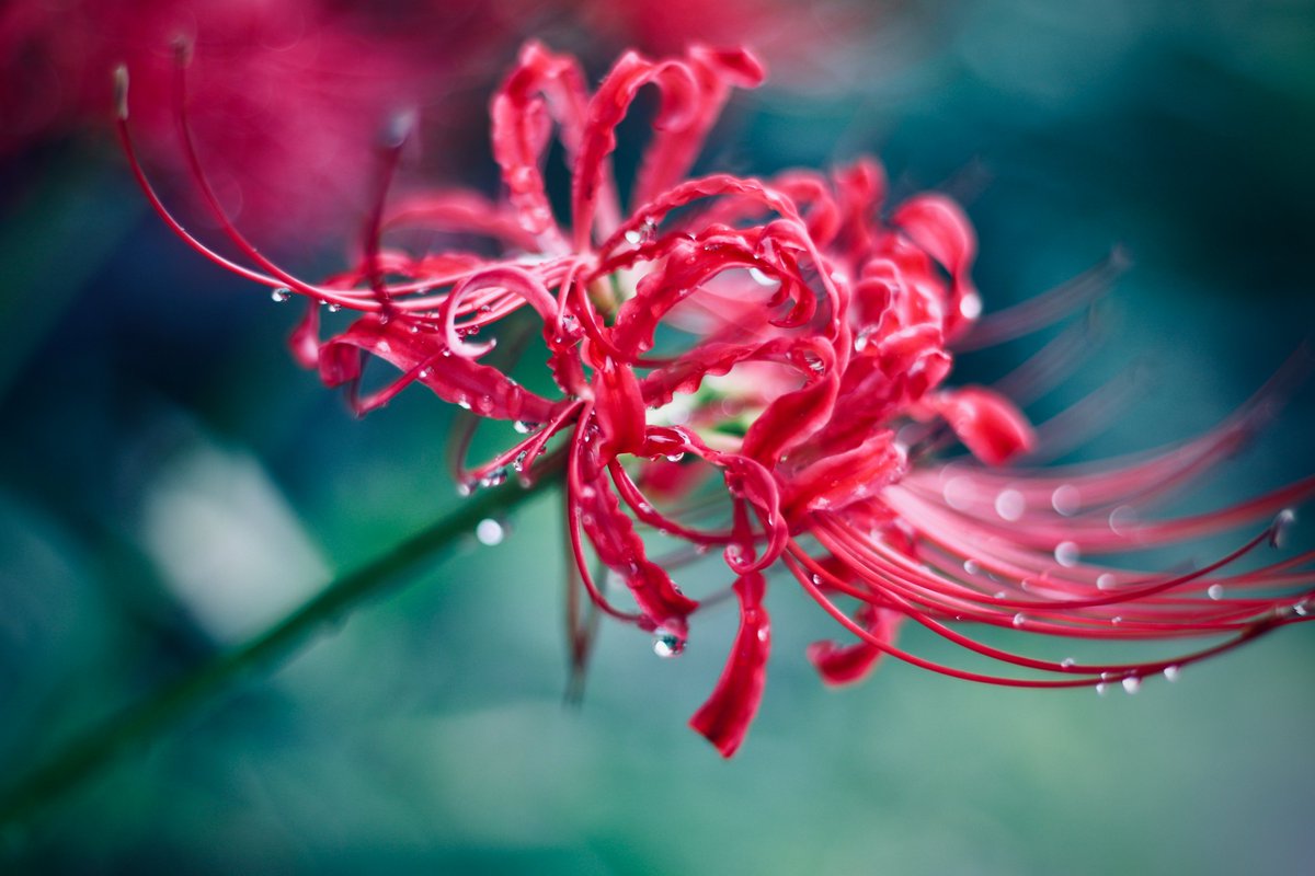 Jimpei_'s tweet photo. #canon #彼岸花 https://t.co/kStwqTavh1