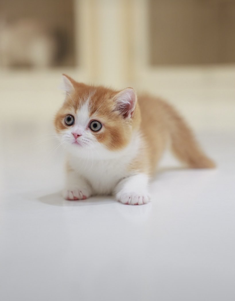 lovefamilypsd's tweet photo. เฟลิกคิดถึงป๊า เมื่อไหร่จากลับค้าบบบบ ติดใครอยู่น้😸😸 https://t.co/tgVtSVcV1R