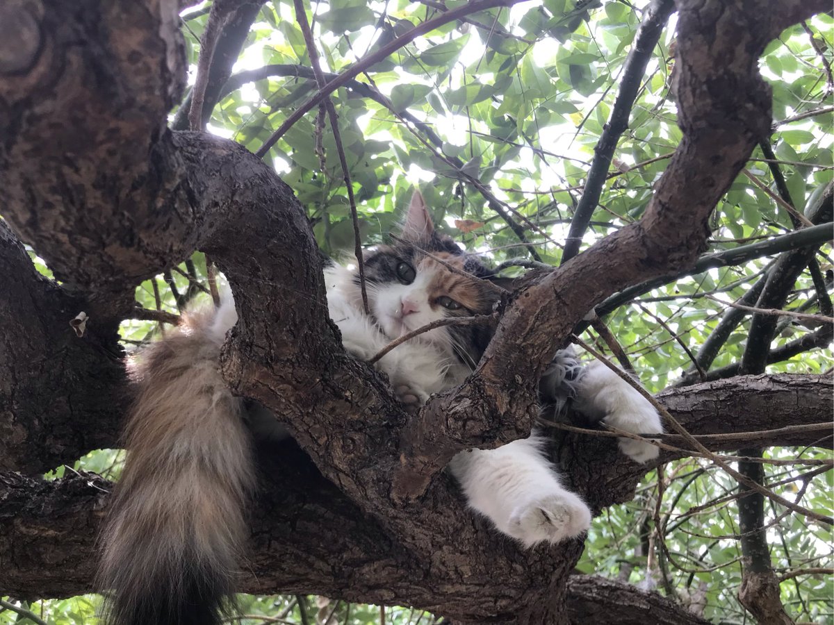 Riasreal01's tweet photo. Just spent 10 mins watching a stray cat sunbathe by the office window. Work can wait, the cat’s vibe is non-negotiable. https://t.co/pl2BAPisfb