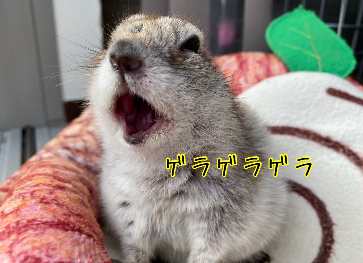 mrtrlxir1346's tweet photo. 主の真似🐿️

#リチャードソンジリス
#ジリス
#とろろ
#思い出し笑い https://t.co/fGrKlIPi0y