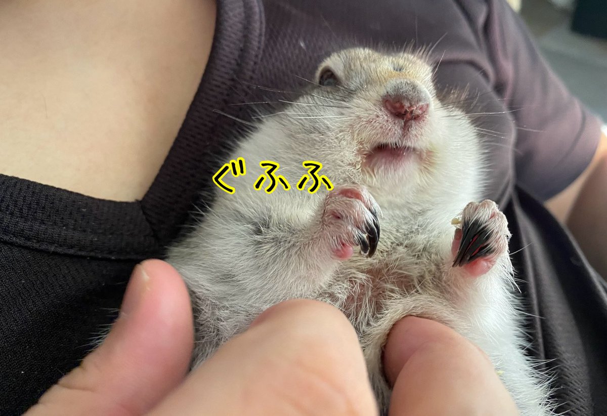 mrtrlxir1346's tweet photo. 主の真似🐿️

#リチャードソンジリス
#ジリス
#とろろ
#思い出し笑い https://t.co/fGrKlIPi0y