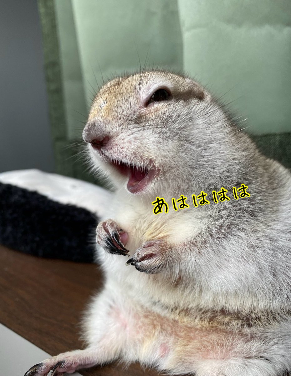 mrtrlxir1346's tweet photo. 主の真似🐿️

#リチャードソンジリス
#ジリス
#とろろ
#思い出し笑い https://t.co/fGrKlIPi0y