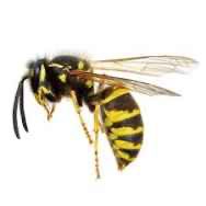 Robinsa44614600's tweet photo. @OfficialOPLive Sgt Lear please let me know if this is a Wap or a WASPS?? https://t.co/DLZF5C0JIb