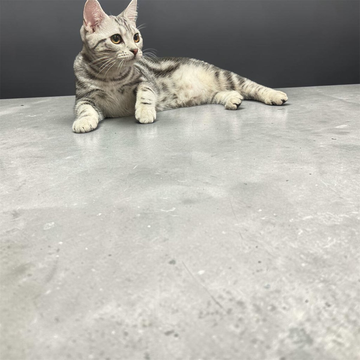tomaizack_sub's tweet photo. 🐈 https://t.co/hXR7gmCECT