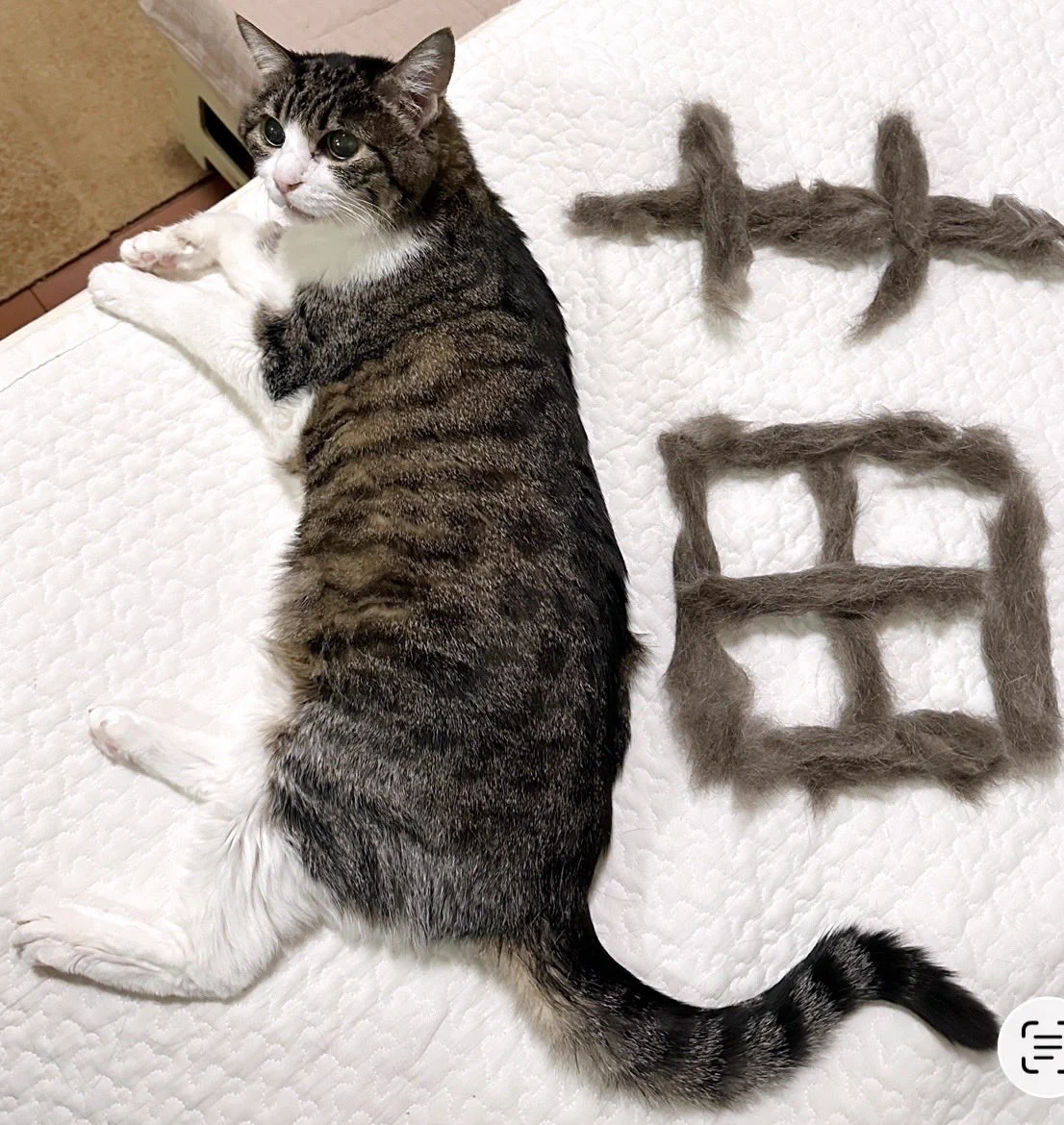 菊千代とmum on X: 