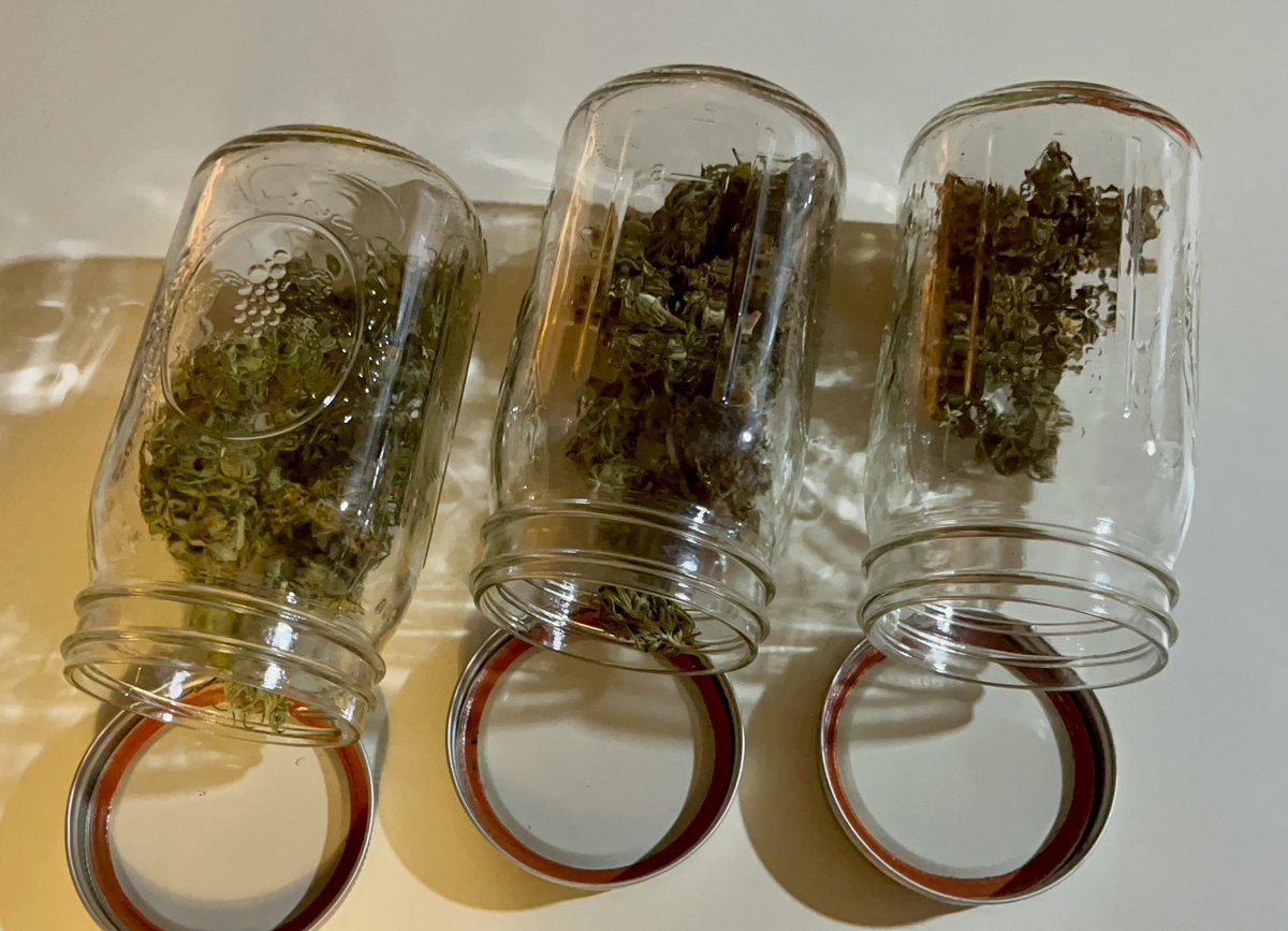 Itsphebeats's tweet photo. I’m definitely growing my own 😮‍💨💨 from here on out! 🤷🏾‍♂️👨🏾‍🌾 #itsPhe #diy #smoke #bud #loudpack This is my first harvest. I’m in the curing stage. 2-3 weeks left then I’ll be ready to #smoke https://t.co/G42tTVxjHJ