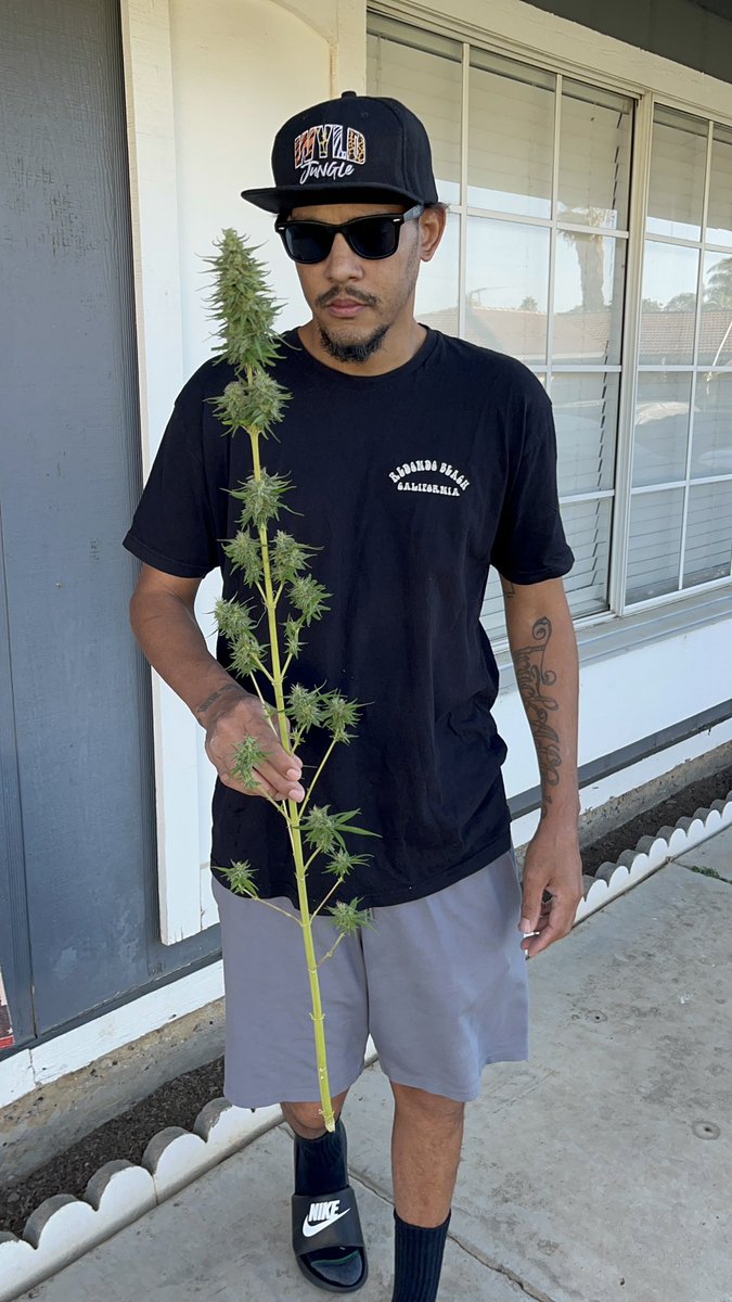 Itsphebeats's tweet photo. I’m definitely growing my own 😮‍💨💨 from here on out! 🤷🏾‍♂️👨🏾‍🌾 #itsPhe #diy #smoke #bud #loudpack This is my first harvest. I’m in the curing stage. 2-3 weeks left then I’ll be ready to #smoke https://t.co/G42tTVxjHJ