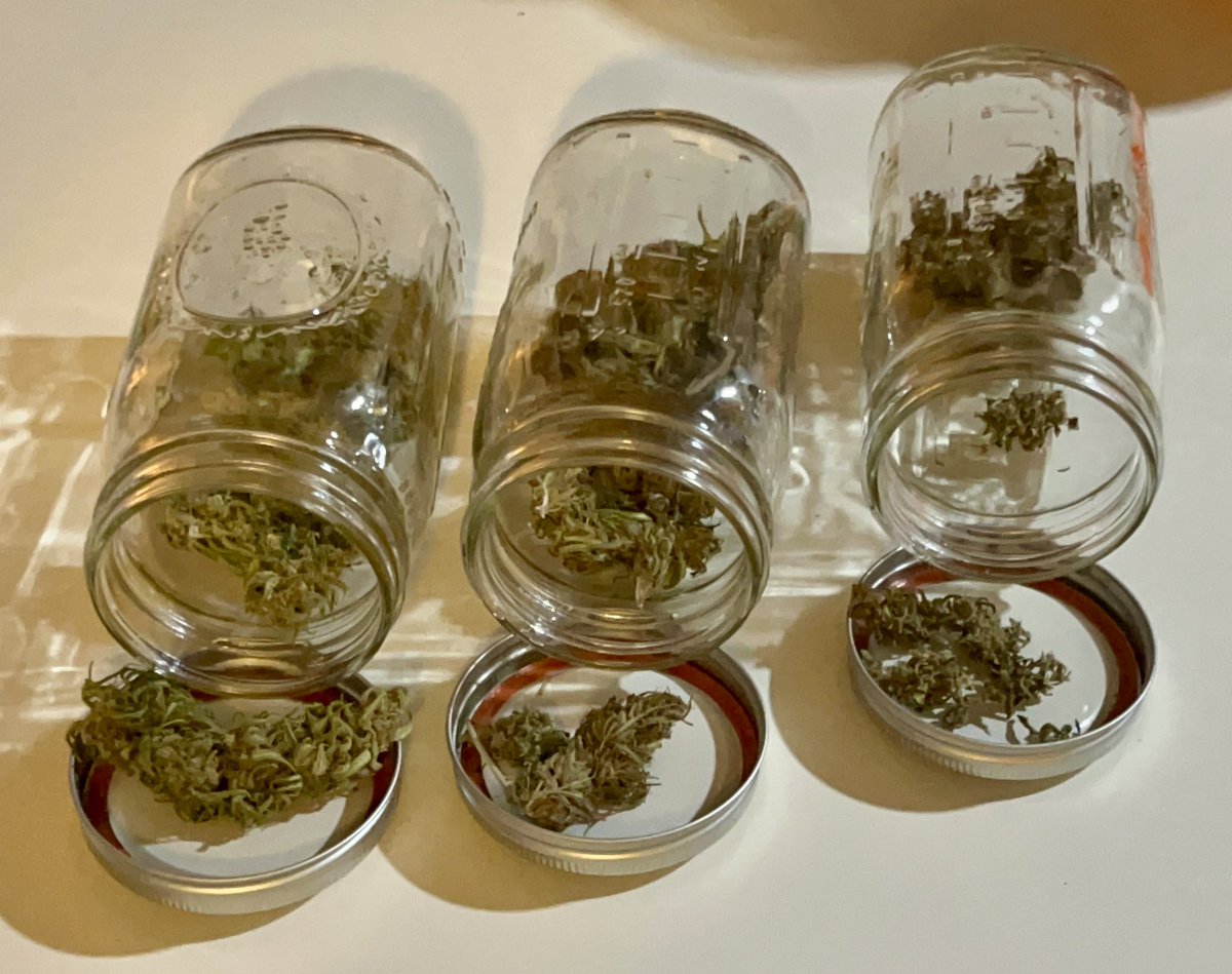 Itsphebeats's tweet photo. I’m definitely growing my own 😮‍💨💨 from here on out! 🤷🏾‍♂️👨🏾‍🌾 #itsPhe #diy #smoke #bud #loudpack This is my first harvest. I’m in the curing stage. 2-3 weeks left then I’ll be ready to #smoke https://t.co/G42tTVxjHJ
