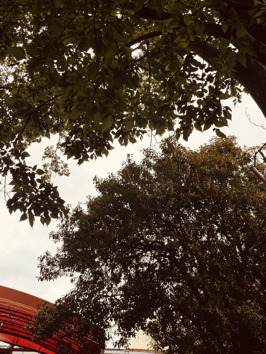 tj19340805's tweet photo. 今日はこちら
金木犀の香り🍂 https://t.co/I3CI8JU2yJ