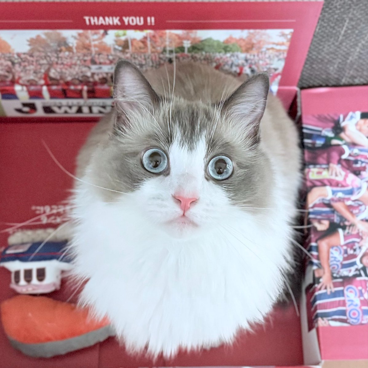 fagikazu0402's tweet photo. 昨日の敗戦で元気がないファジサポへ

アクアで少しでも皆さんに癒しを🥰

#ファジアーノ岡山 https://t.co/uwzhpetJ0I