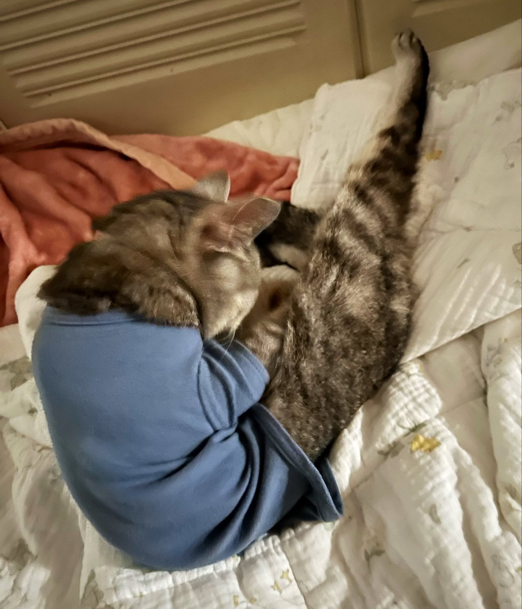 ururuneko's tweet photo. うーたん✨病院🏥早めに行ってきました✨
少し落ち着きはじめてうーたんはリラックスしてきました✨

雨すごい降ってる☔️台風🌀これからすごくなるのかな。🥺
どうかひどくなりませんように。
地域猫ちゃんたちも無事でありますように。
#ハイシニア猫 https://t.co/aUODPQe886
