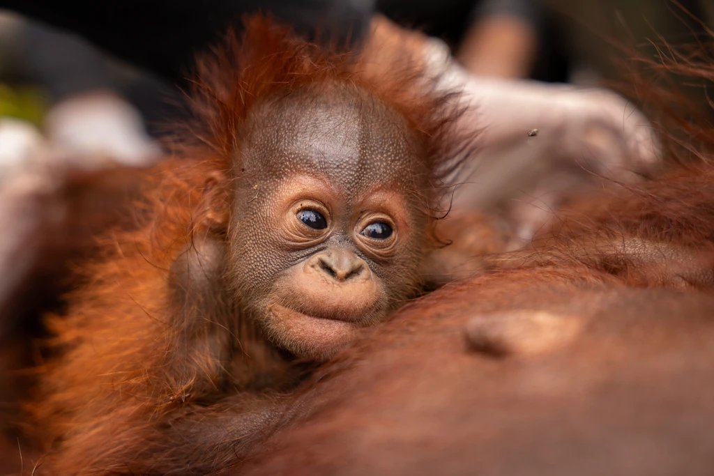 LambeSahamjja's tweet photo. orang utan ditemukan berpelukan pas dievakuasi:
- lokasinya di kebun sawit desa pelang ketapang kalimantan barat
- mereka ditemuin bertahan diatas pohon akasia
- lahannya cuma sekitar 400 meter persegi ditengah kebun sawit
- orang utannya susah cari makanan disana
- ditambah lagi areanya kena dampak kebakaran hutan dan lahan