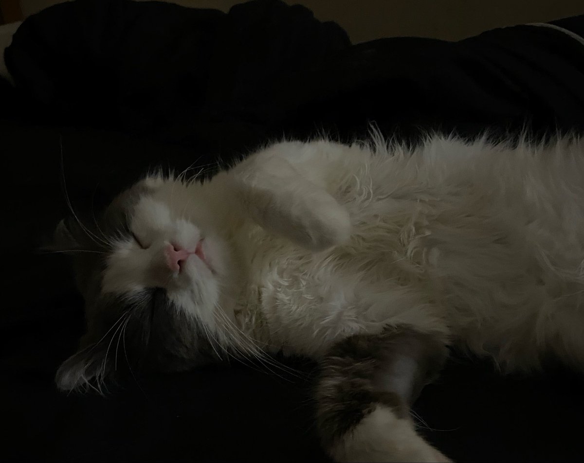 keppurnoseout's tweet photo. He sleeps like he have a 12h job https://t.co/XOnCikaDkT