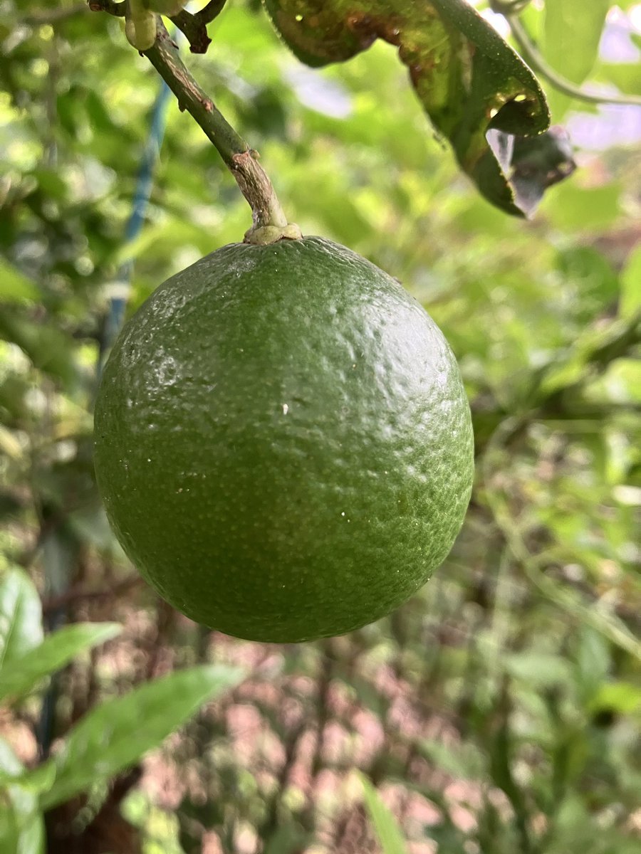 JpTacos's tweet photo. ライムの実
順調に育っている
花は100個くらい
咲いたけど
実になったのは
少しのみ
栽培難し

#家庭菜園 #ライム https://t.co/55Gfqft6aM
