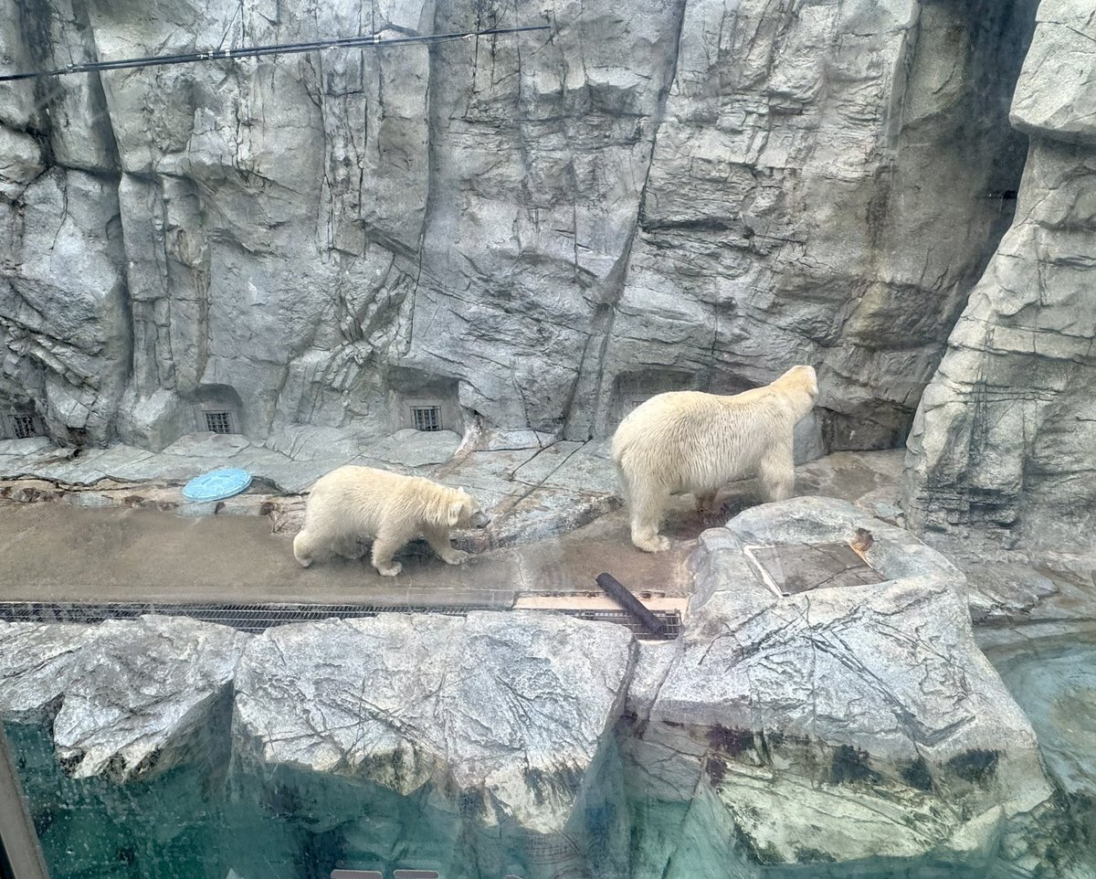 chimikatsu2's tweet photo. 男鹿水族館のモモ太くん🐻‍❄️可愛かった。
まだ子グマだけど、大きくなってた。 https://t.co/cEBBP892Ub