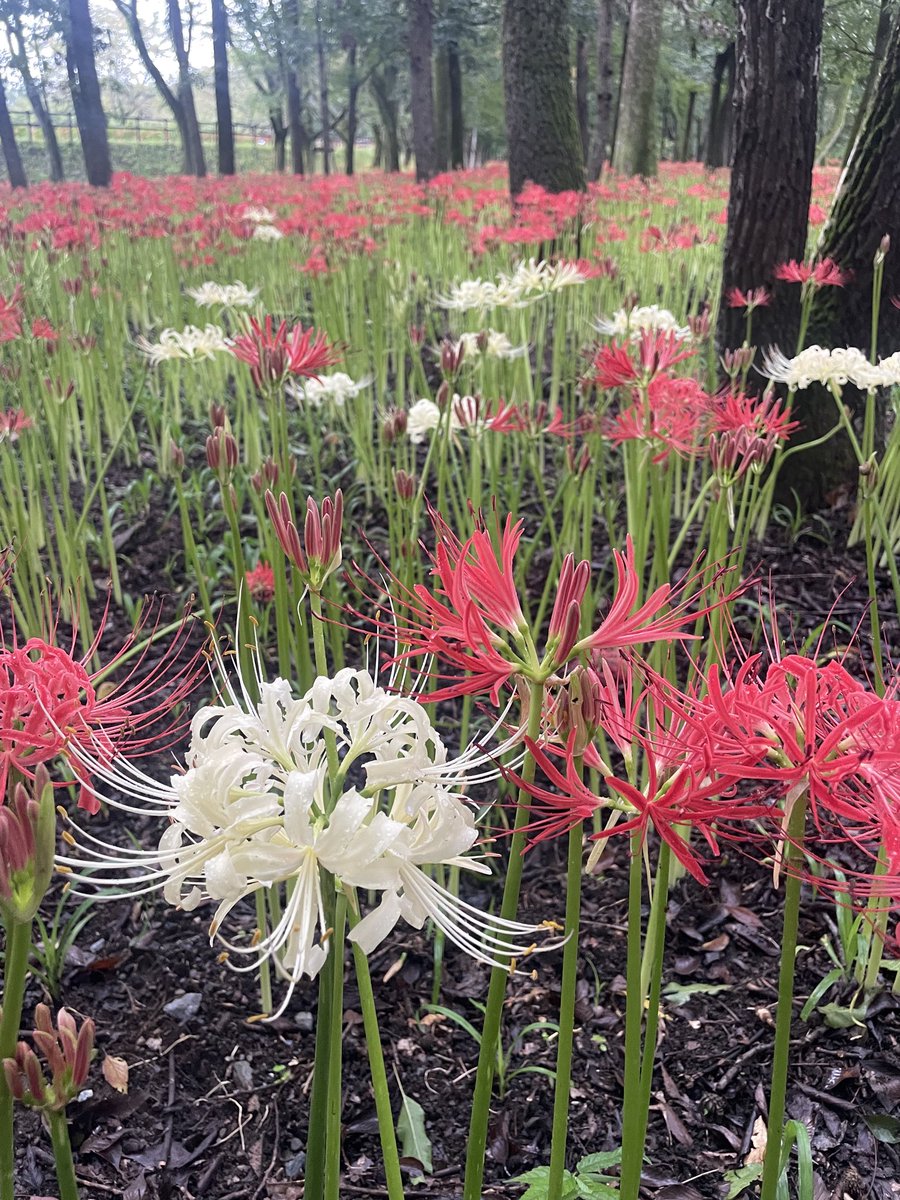 iugoka's tweet photo. 巾着田 曼珠沙華..’26.9.20
https://t.co/79zMrxjGhE
＞猛暑の年も 雨天多き年も 彼岸になれば 曼珠沙華 https://t.co/Rxm7VXP34Z