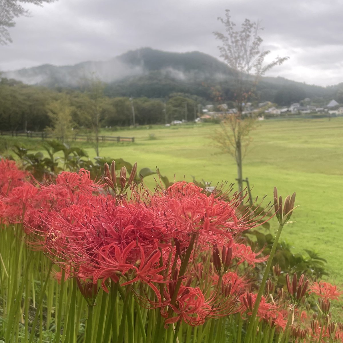 iugoka's tweet photo. 巾着田 曼珠沙華..’26.9.20
https://t.co/79zMrxjGhE
＞猛暑の年も 雨天多き年も 彼岸になれば 曼珠沙華 https://t.co/Rxm7VXP34Z