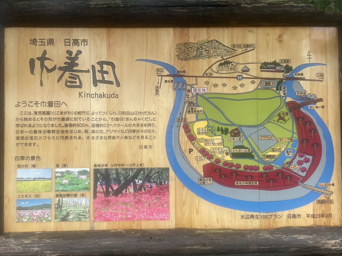 iugoka's tweet photo. 巾着田 曼珠沙華..’26.9.20
https://t.co/79zMrxjGhE
＞猛暑の年も 雨天多き年も 彼岸になれば 曼珠沙華 https://t.co/Rxm7VXP34Z