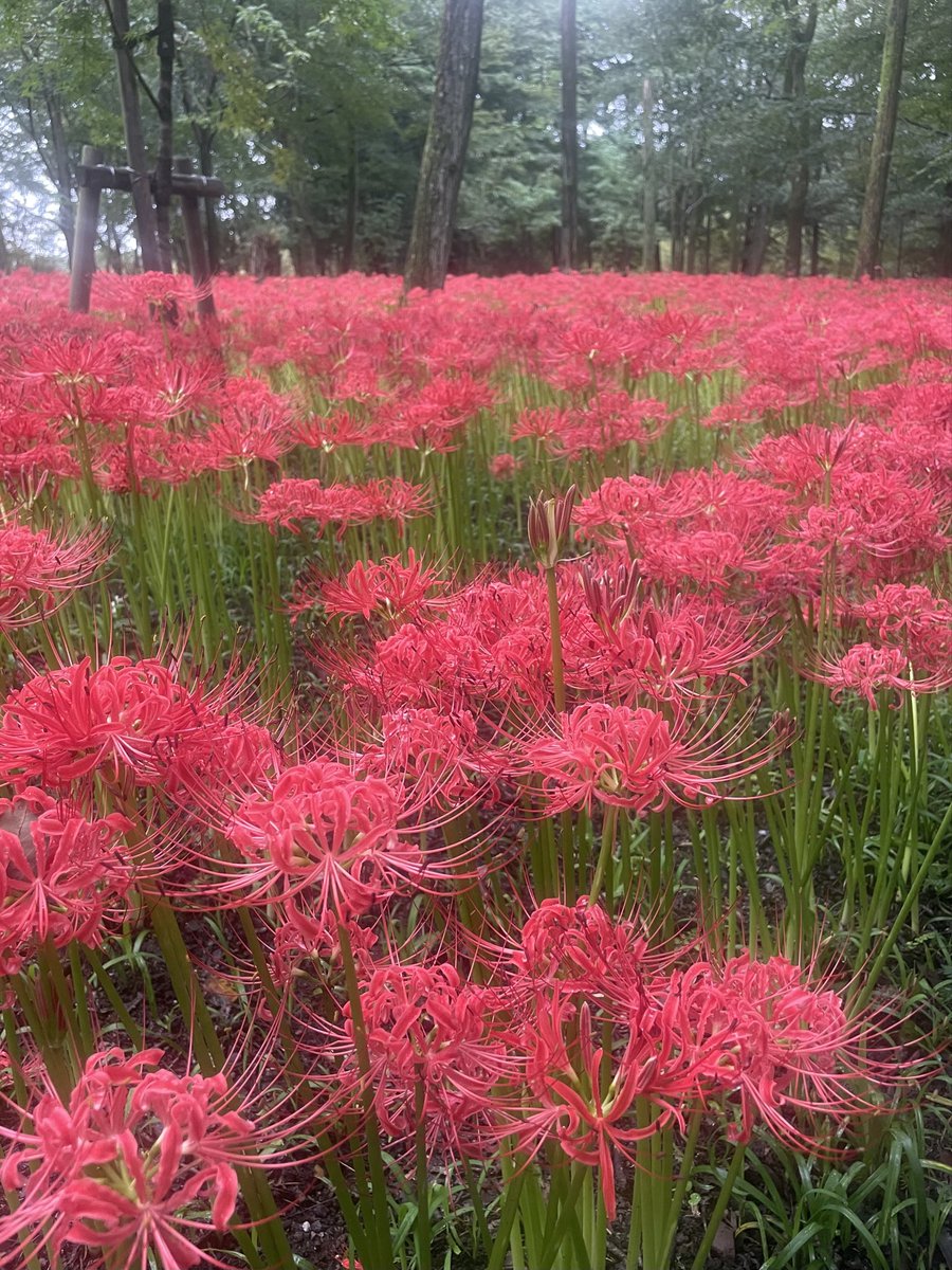 iugoka's tweet photo. 巾着田 曼珠沙華..’26.9.20
https://t.co/79zMrxjGhE
＞猛暑の年も 雨天多き年も 彼岸になれば 曼珠沙華 https://t.co/Rxm7VXP34Z