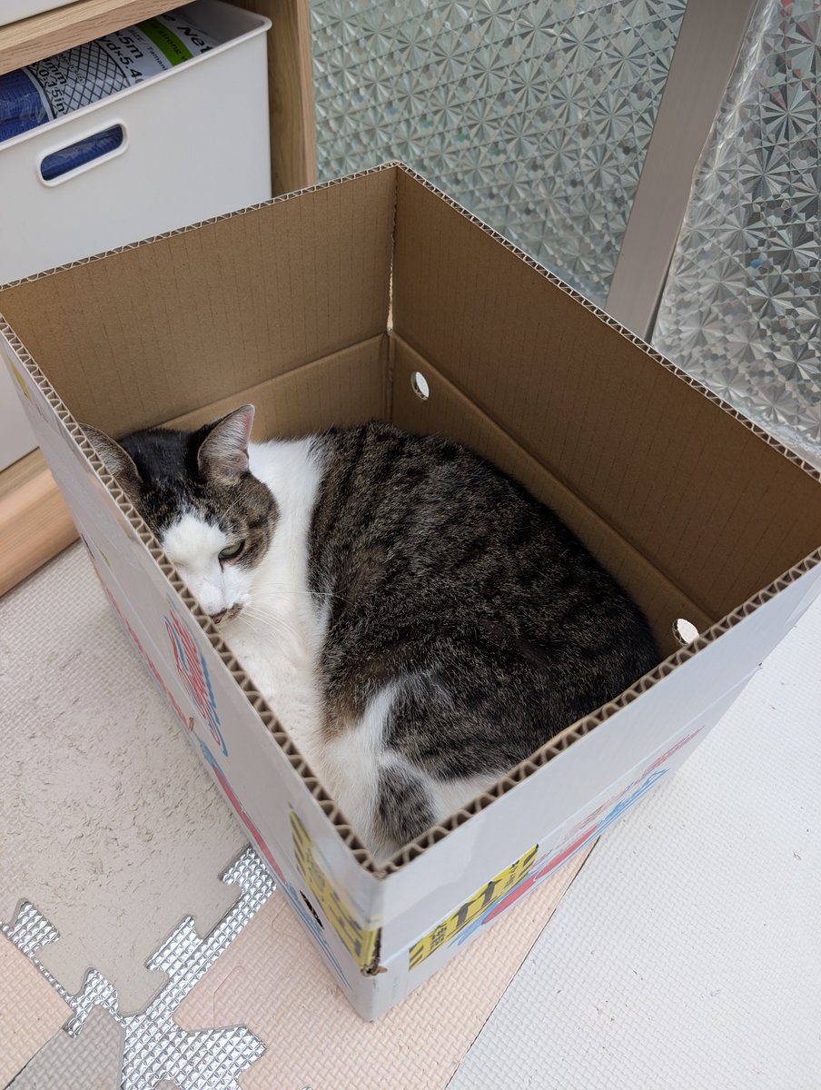malt31823's tweet photo. 梨だと思ったら猫だった(笑)
#猫
#家猫
#保護猫 https://t.co/2CB3pUZGYf