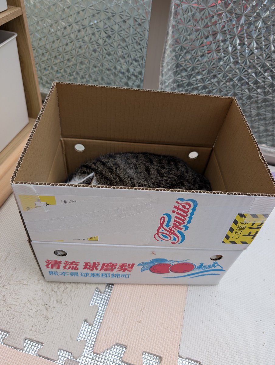 malt31823's tweet photo. 梨だと思ったら猫だった(笑)
#猫
#家猫
#保護猫 https://t.co/2CB3pUZGYf