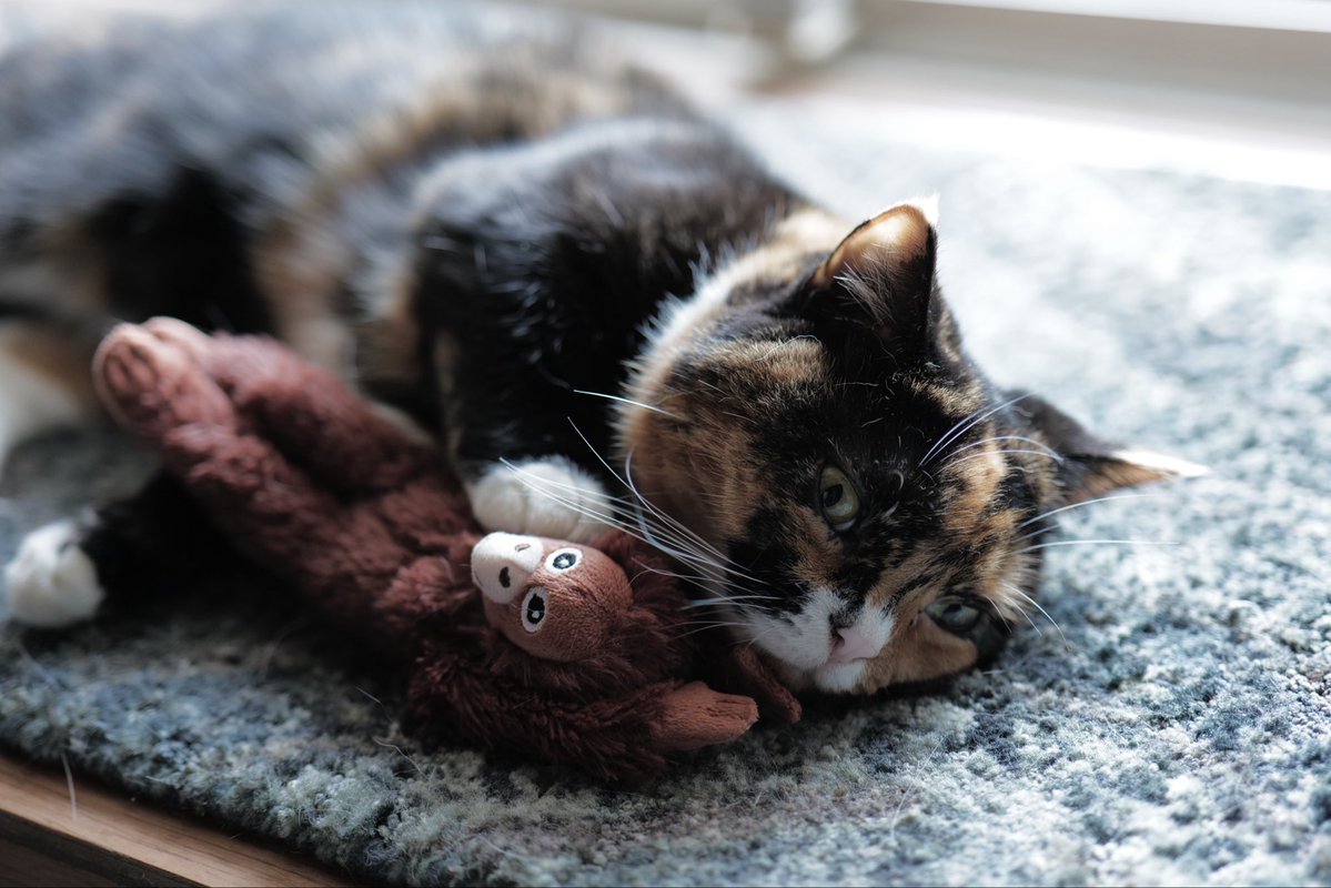 nu_web's tweet photo. おこげ、ぬいぐるみあそび😽🐒

#ちくわとおこげ https://t.co/19eO69HDpz