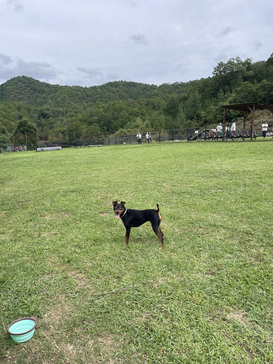ALPHZ2452's tweet photo. 5ﾁｬｲええ顔しとりますなぁ〜...🐶💖 https://t.co/yh6M1KcPcs