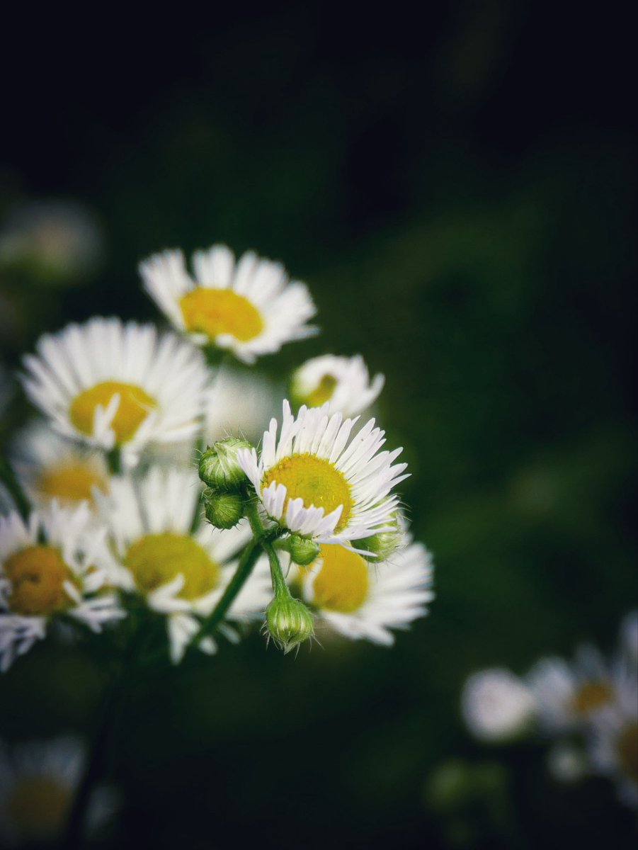 PG_Filou's tweet photo. #写真好きな人と繋がりたい
#花 #TLを花でいっぱいにしよう https://t.co/RDBNHS1UQN