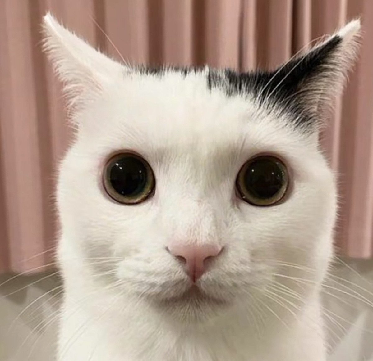 TThundery's tweet photo. @ResilienceX3 Levantarse, ir a la Universidad, volver a casa, jugar/estudiar en la PC, dormir y repetir... https://t.co/jInhKqr1jE