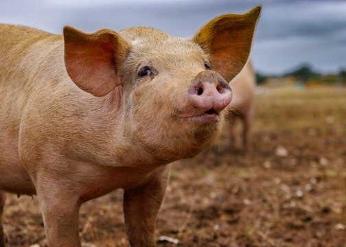 nutiknetti's tweet photo. @gengisK46756428 @LeftwingH Is this another of your unusual customs? As a show of respect I will show you my pig, his name is Nils and we are fattening him up for christmas https://t.co/b6mz9LIdVt