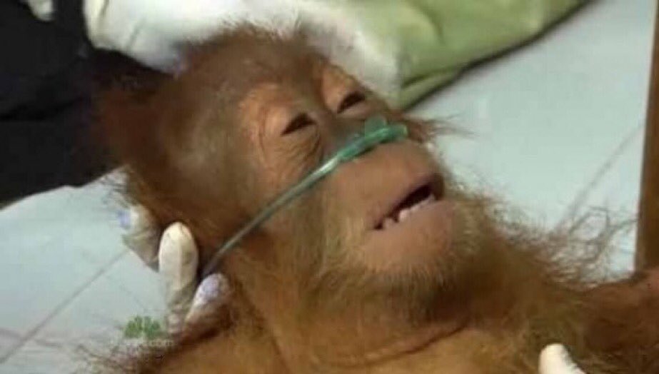 Nestroytimo's tweet photo. Dr: Any last wish? 

Me: Please show Brighton vs Arsenal highlights https://t.co/ZQ0eTUouUC