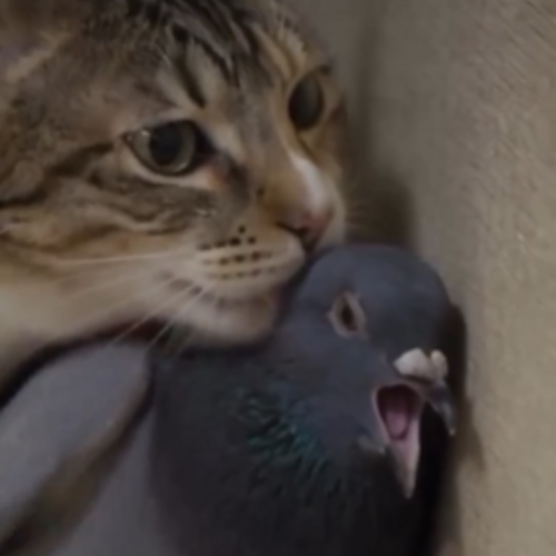 jaeyukbokkeum09's tweet photo. This video of this cat licking a Pigeon and the Pigeon looking absolutely shook is going EXTREMELY viral right now on X

Multiple posts with over 10M views in less than  24hrs!

its a Pigeon licking cat!!

https://t.co/0N4ULjiZwY https://t.co/o0zNLaLlfF