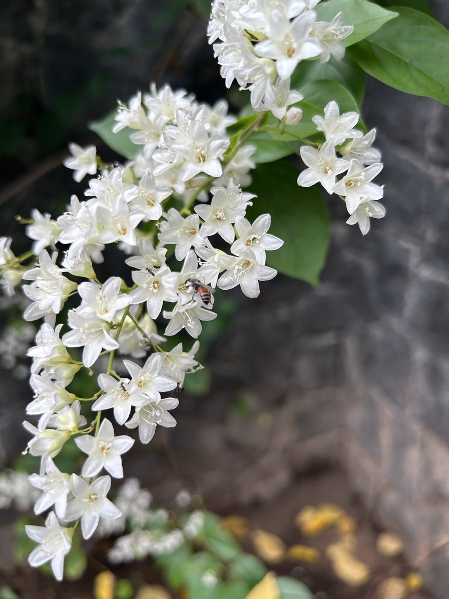RootedInZoho's tweet photo. Blooming in a quiet corner of our campus, tiny white stars of the Snow Creeper open up, and the bees have already noticed. 🤍✨🐝 https://t.co/z5qQdLyJiR