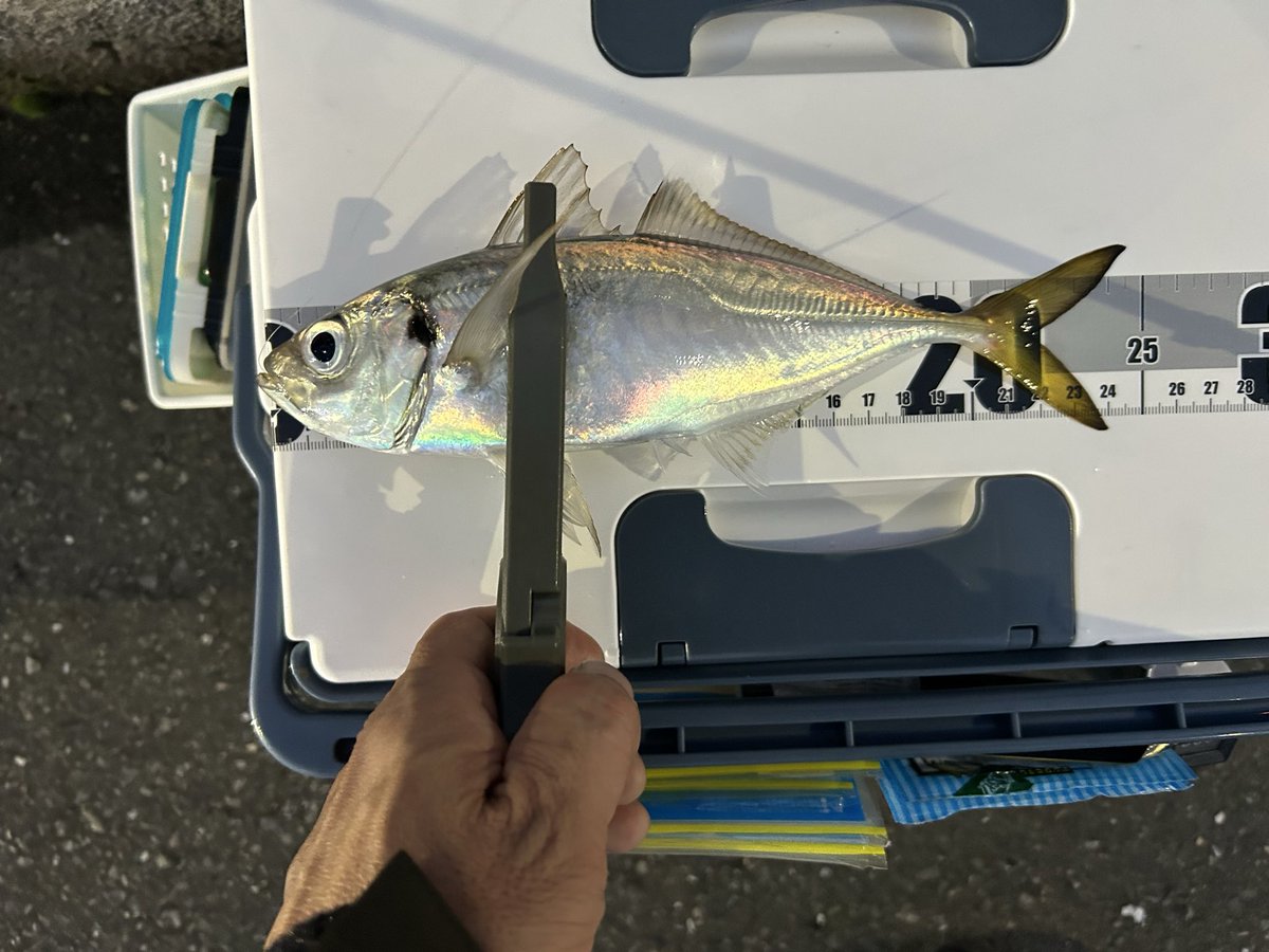 thomas197304's tweet photo. 昨晩18:00~20:30仕事帰りにアジングへ🎣🐟風強く釣りづらかったですが3gまでのジグヘッド使い20cm前後半分くらいと楽しめました😊🎣
#アジング #横浜 https://t.co/nYK0bXs0bD